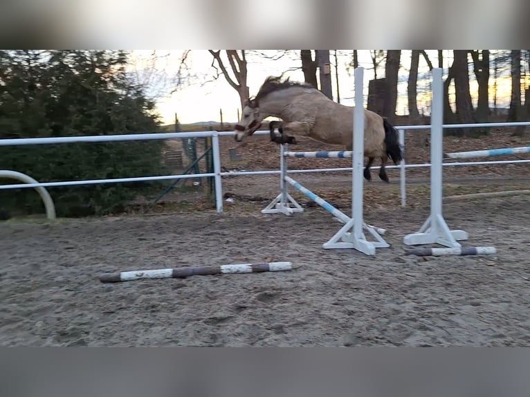 Polnisches Reitpony Stute 13 Jahre 123 cm in Klecza Dolna