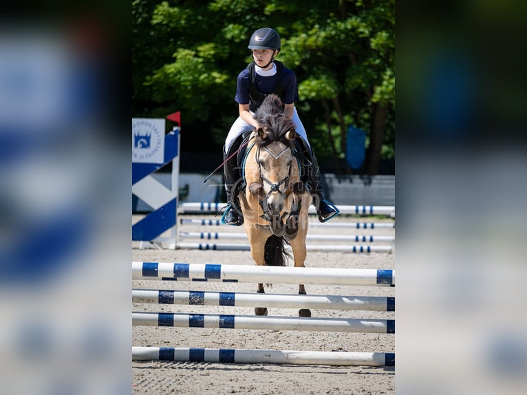 Polnisches Reitpony Stute 13 Jahre 123 cm in Klecza Dolna