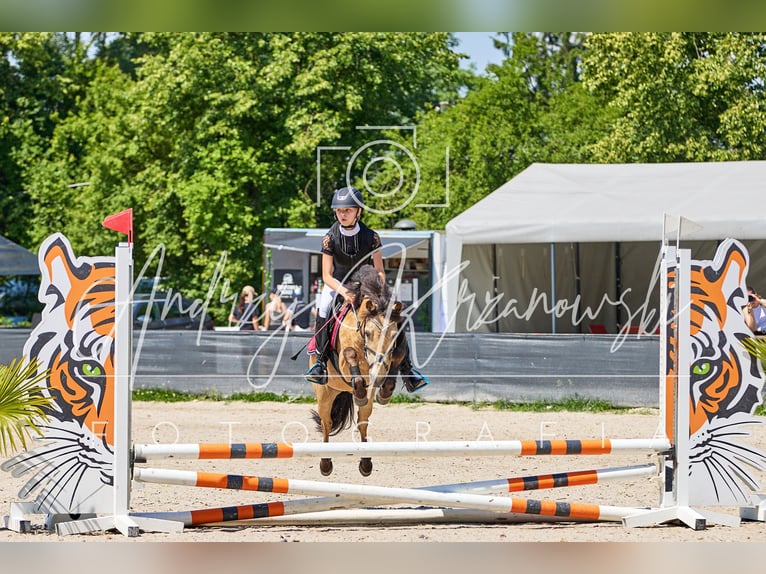 Polnisches Reitpony Stute 13 Jahre 123 cm in Klecza Dolna