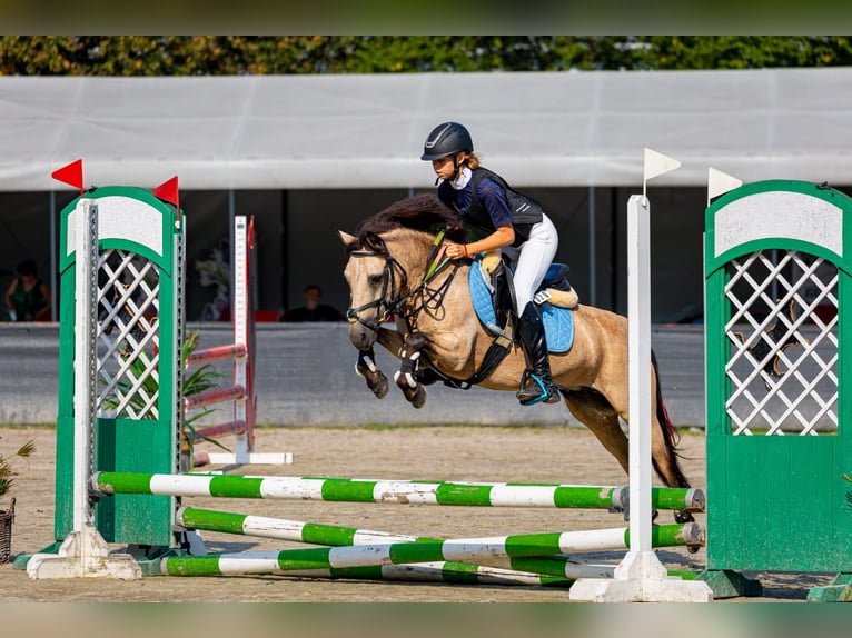 Polnisches Reitpony Stute 13 Jahre 123 cm in Klecza Dolna