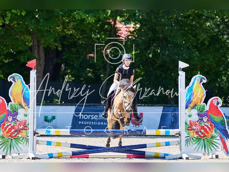 Polnisches Reitpony Stute 13 Jahre 123 cm in Klecza Dolna