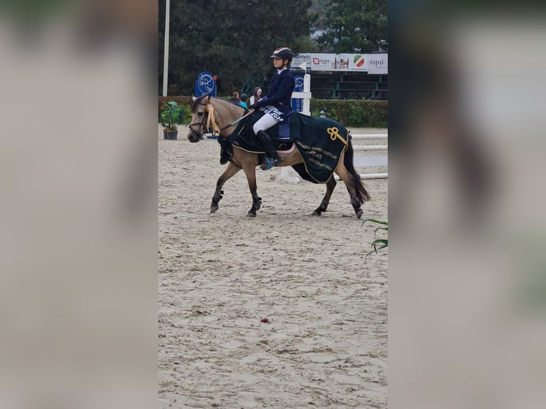 Polnisches Reitpony Stute 13 Jahre 123 cm in Klecza Dolna