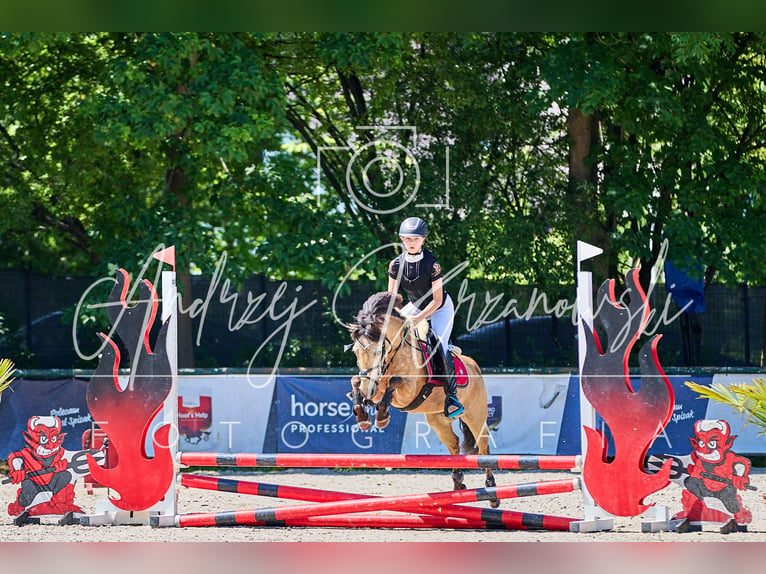 Polnisches Reitpony Stute 13 Jahre 123 cm in Klecza Dolna