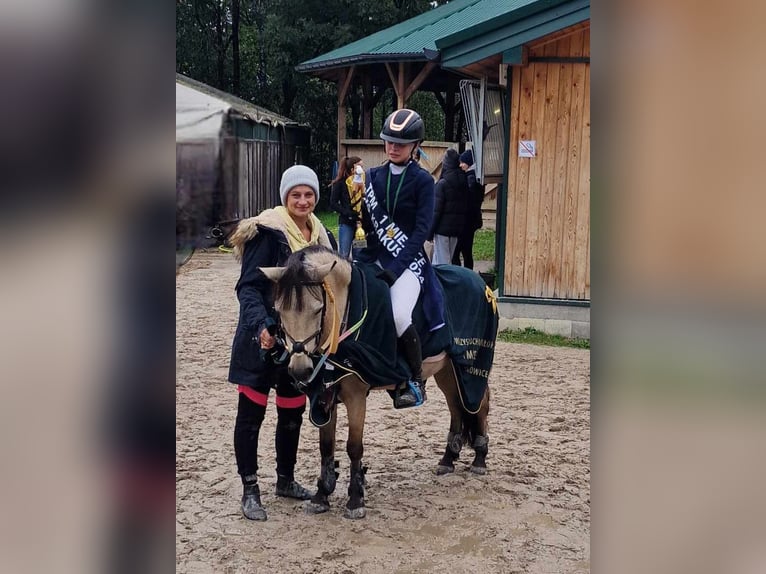 Polnisches Reitpony Stute 13 Jahre 123 cm in Klecza Dolna