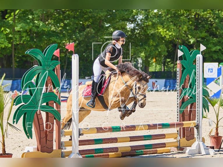 Polnisches Reitpony Stute 13 Jahre 123 cm in Klecza Dolna