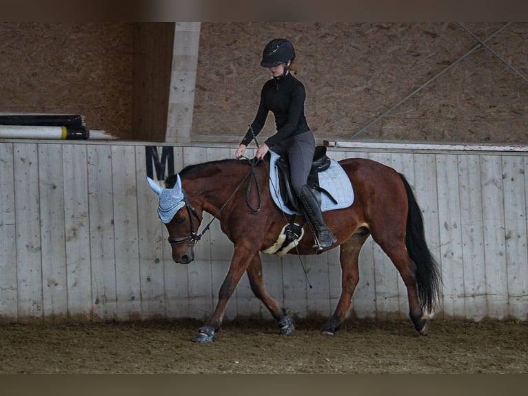 Polnisches Reitpony Stute 14 Jahre 136 cm Brauner in Frankenburg am Hausruck