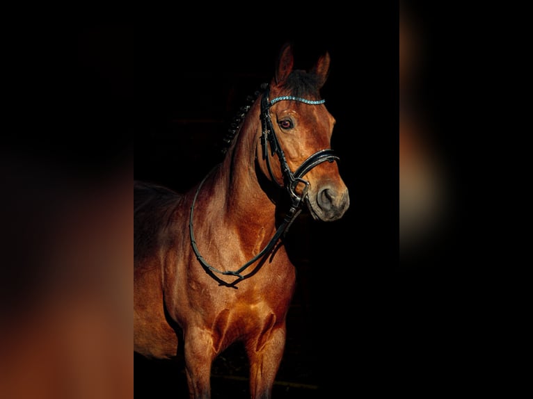 Polnisches Reitpony Stute 14 Jahre 136 cm Brauner in Frankenburg am Hausruck