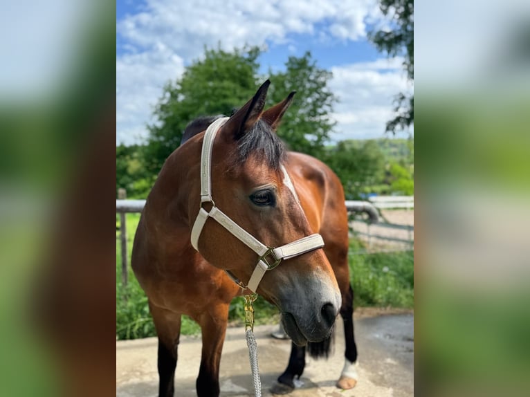 Polnisches Reitpony Stute 14 Jahre 148 cm Brauner in Weil am Rhein