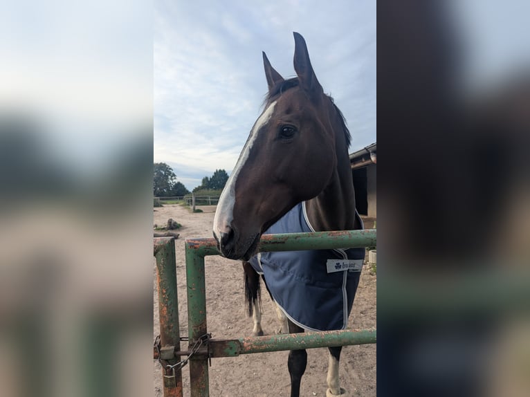Polnisches Reitpony Stute 17 Jahre 165 cm Brauner in Bark