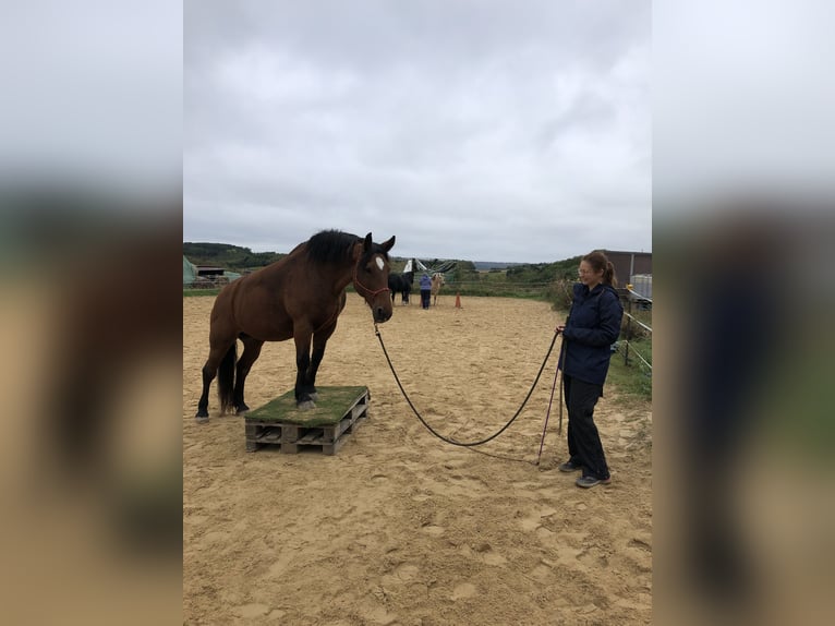 Polnisches Reitpony Stute 19 Jahre 150 cm Brauner in Wetzlar