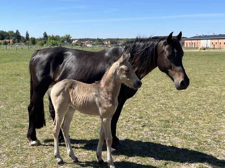 Polnisches Reitpony Stute 1 Jahr 148 cm Buckskin in Bukowice