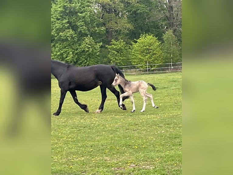 Polnisches Reitpony Stute 1 Jahr 148 cm Buckskin in Bukowice