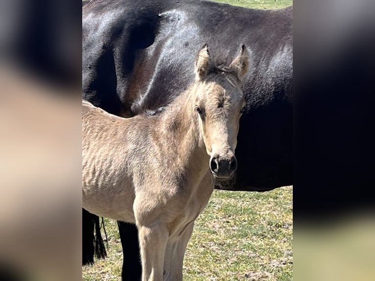 Polnisches Reitpony Stute 1 Jahr 148 cm Buckskin in Bukowice