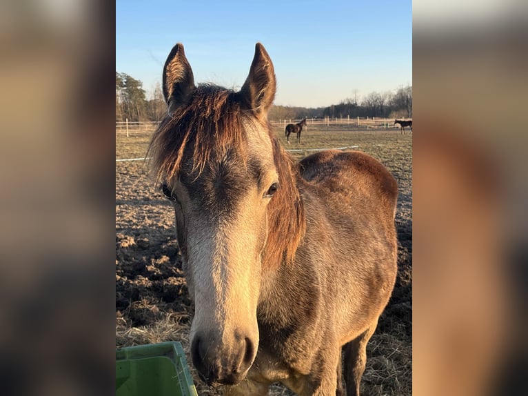 Polnisches Reitpony Stute 1 Jahr 148 cm Buckskin in Bukowice