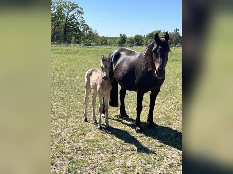 Polnisches Reitpony Stute 1 Jahr 148 cm Buckskin in Bukowice