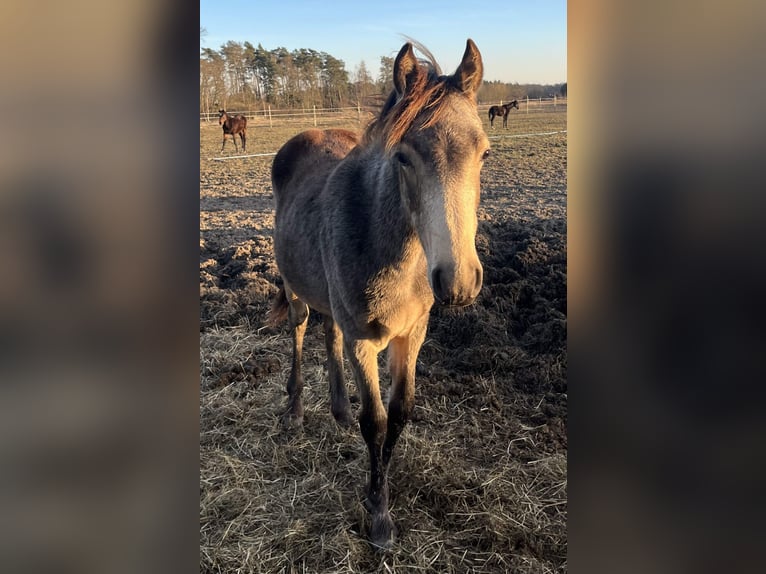 Polnisches Reitpony Stute 1 Jahr 148 cm Buckskin in Bukowice