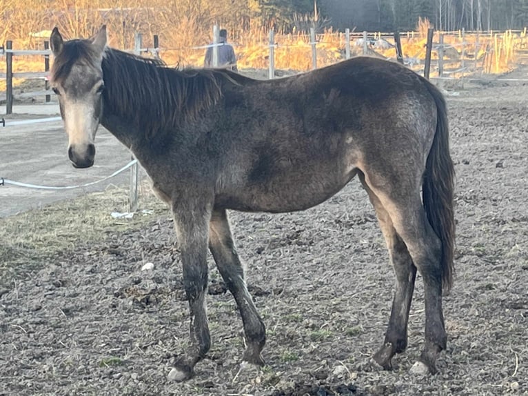 Polnisches Reitpony Stute 1 Jahr 148 cm Buckskin in Bukowice