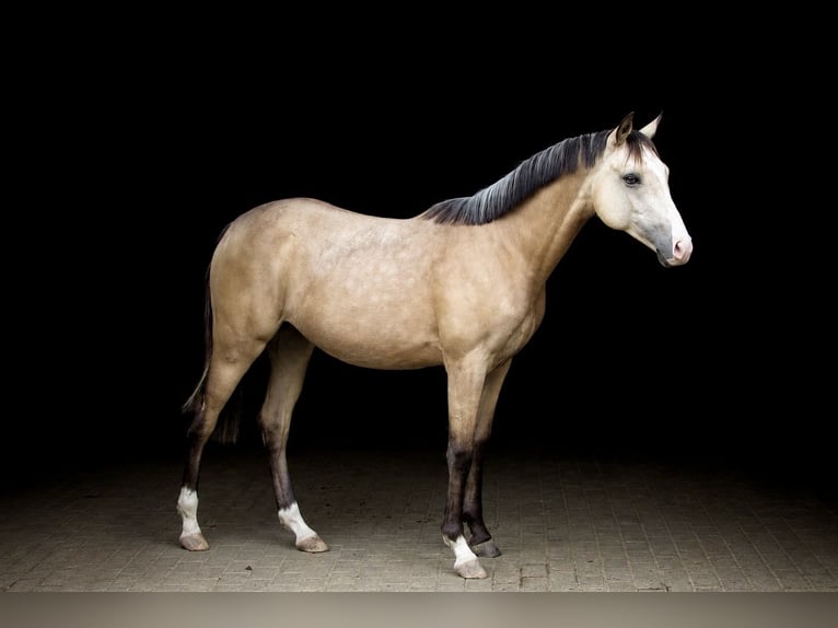 Polnisches Reitpony Stute 1 Jahr 148 cm Buckskin in Wąsowo