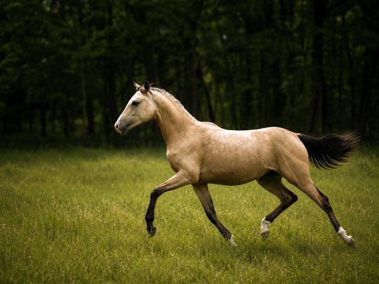 Polnisches Reitpony Stute 1 Jahr 148 cm Buckskin in Wąsowo