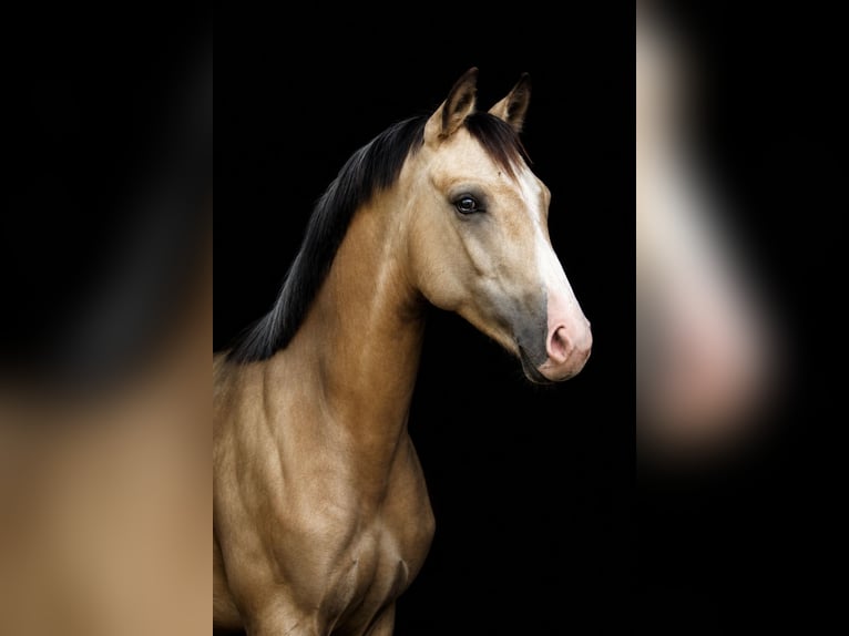 Polnisches Reitpony Stute 1 Jahr 148 cm Buckskin in Wąsowo