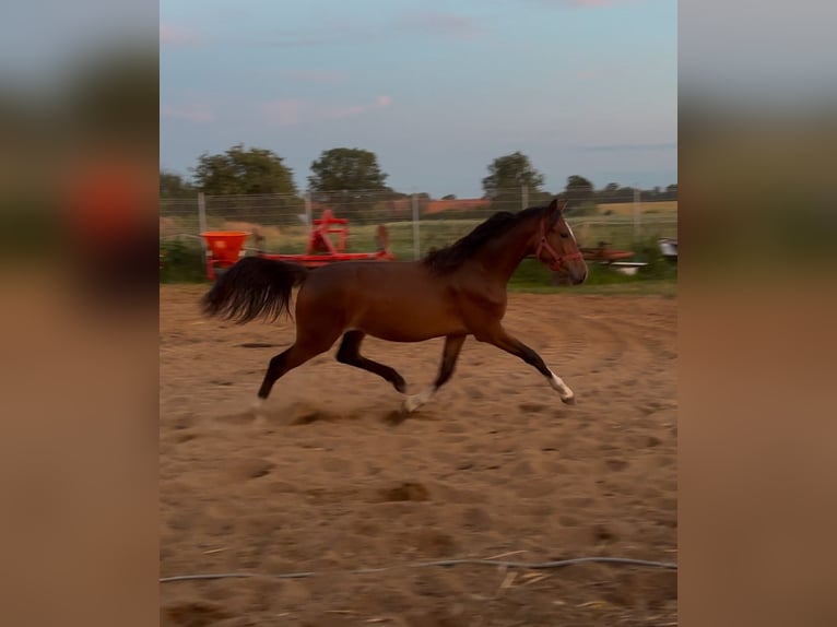 Polnisches Reitpony Stute 1 Jahr Brauner in Siciny