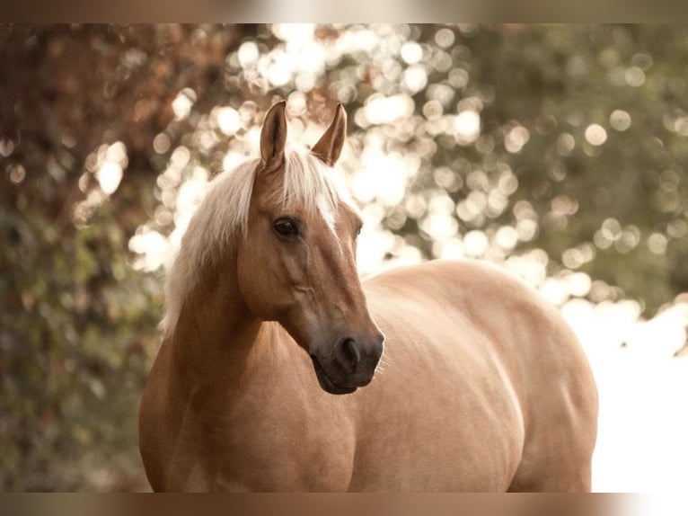 Polnisches Reitpony Mix Stute 20 Jahre 140 cm Palomino in Schwalmtal