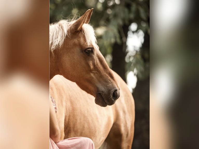 Polnisches Reitpony Mix Stute 20 Jahre 140 cm Palomino in Schwalmtal