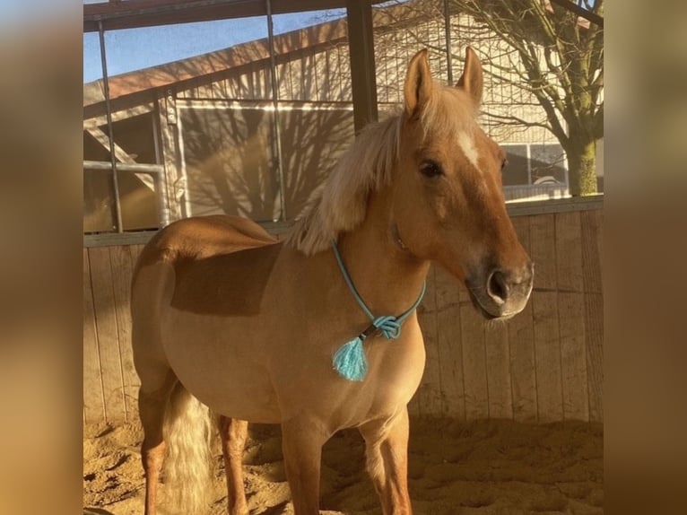 Polnisches Reitpony Mix Stute 20 Jahre 140 cm Palomino in Schwalmtal