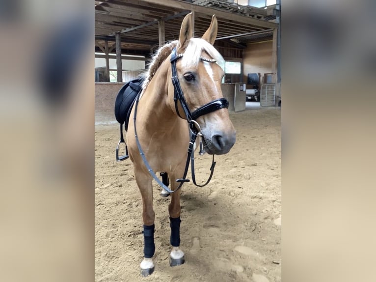 Polnisches Reitpony Mix Stute 20 Jahre 140 cm Palomino in Schwalmtal