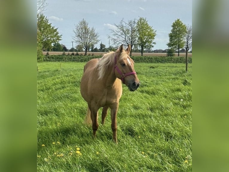Polnisches Reitpony Mix Stute 20 Jahre 140 cm Palomino in Schwalmtal