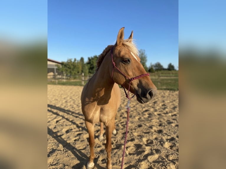 Polnisches Reitpony Mix Stute 20 Jahre 140 cm Palomino in Schwalmtal