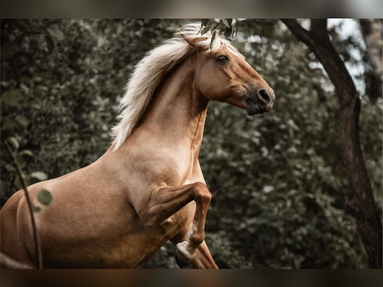 Polnisches Reitpony Mix Stute 20 Jahre 140 cm Palomino in Schwalmtal