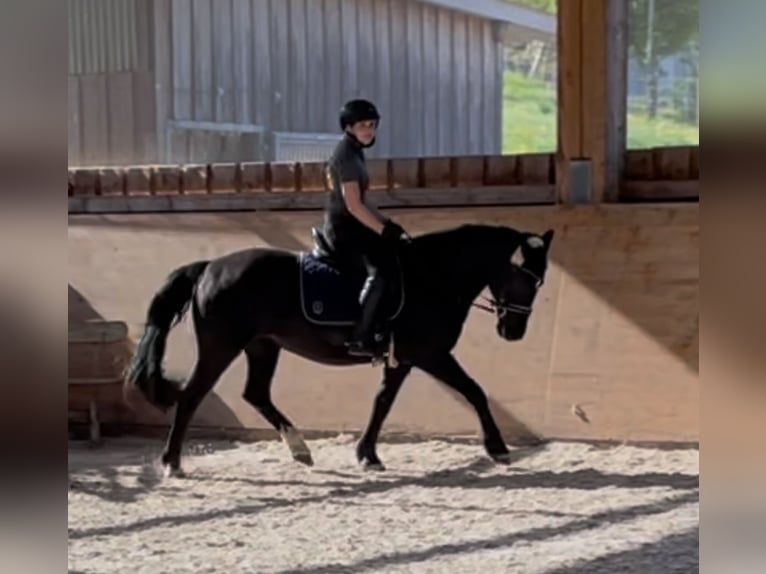 Polnisches Reitpony Stute 20 Jahre 150 cm Rappe in Pfullingen