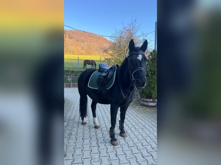 Polnisches Reitpony Stute 20 Jahre 150 cm Rappe in Pfullingen