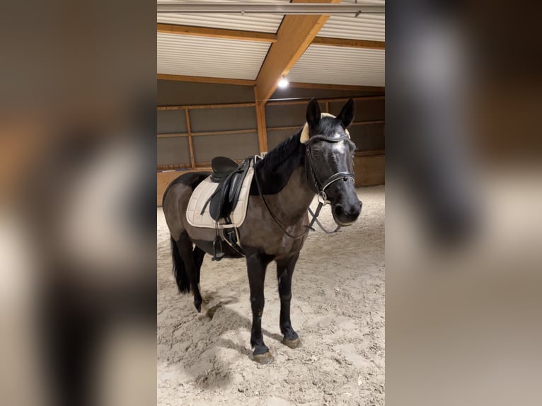 Polnisches Reitpony Stute 20 Jahre 150 cm Rappe in Pfullingen