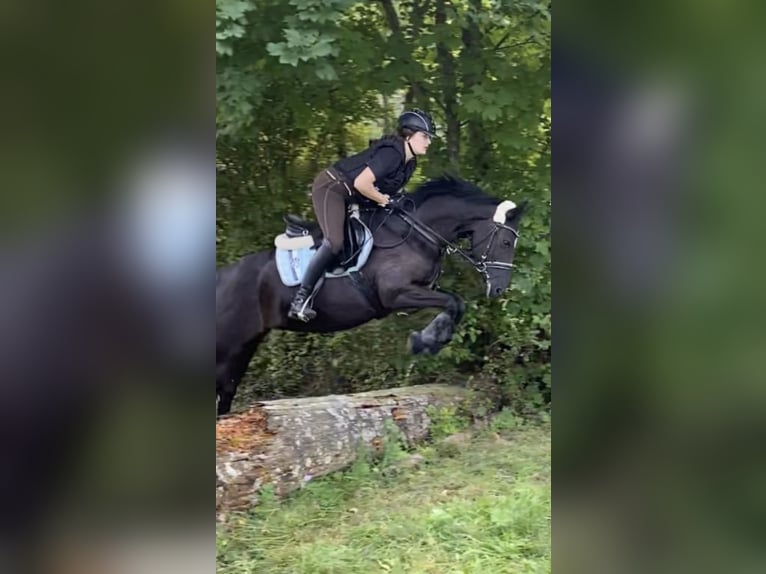 Polnisches Reitpony Stute 20 Jahre 150 cm Rappe in Pfullingen