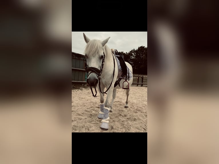 Polnisches Reitpony Stute 21 Jahre 140 cm Apfelschimmel in SolingeN