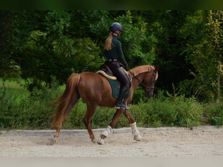 Polnisches Reitpony Stute 3 Jahre 145 cm Dunkelfuchs in Koziegłowy