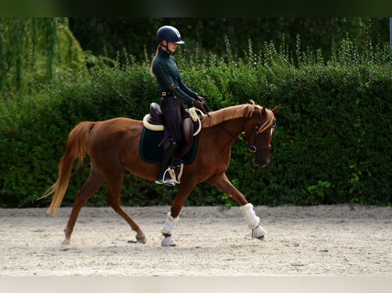 Polnisches Reitpony Stute 3 Jahre 145 cm Dunkelfuchs in Koziegłowy