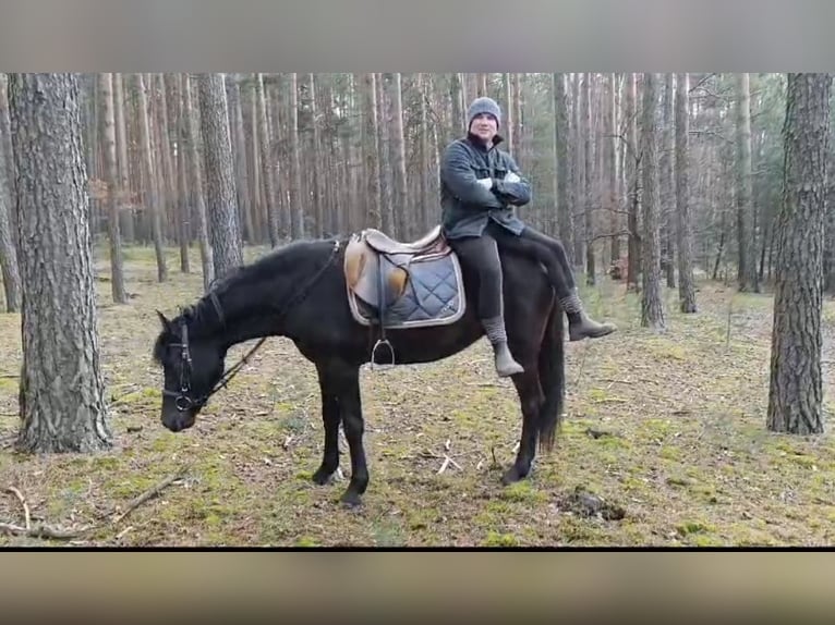 Polnisches Reitpony Stute 3 Jahre 147 cm Rappe in Bad Camberg