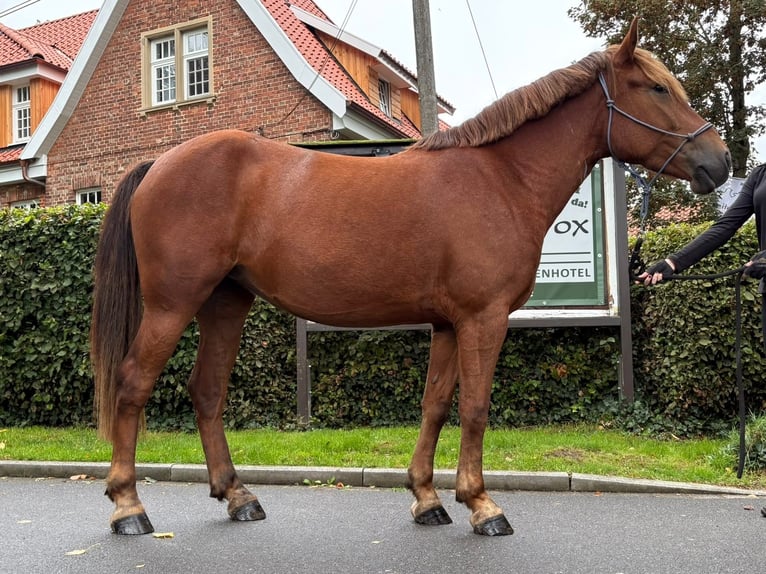 Polnisches Reitpony Stute 4 Jahre 146 cm Dunkelfuchs in Eggermühlen
