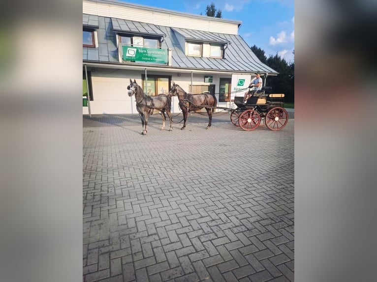 Polnisches Reitpony Mix Stute 4 Jahre 146 cm Schimmel in Rossosz