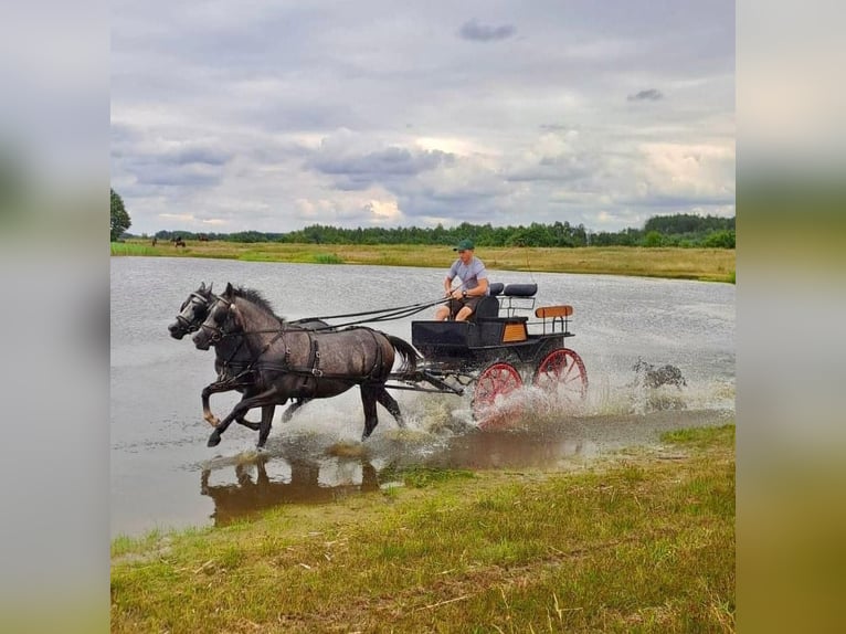 Polnisches Reitpony Mix Stute 4 Jahre 146 cm Schimmel in Rossosz