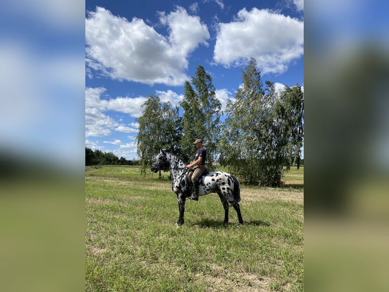 Polnisches Reitpony Mix Stute 4 Jahre 146 cm Schimmel in Rossosz