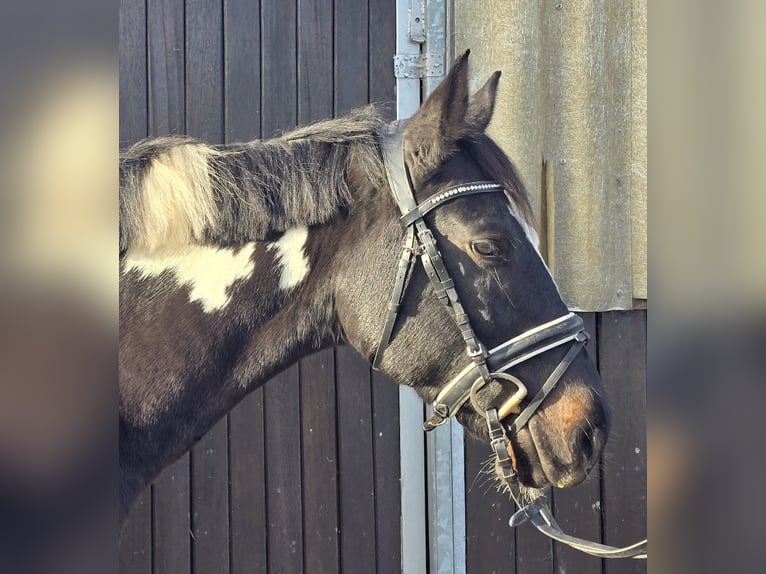 Polnisches Reitpony Stute 4 Jahre 154 cm Schecke in M&#xFC;lheim an der Ruhr