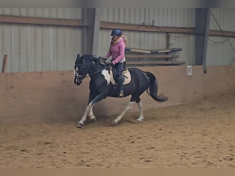 Polnisches Reitpony Stute 4 Jahre 154 cm Schecke in M&#xFC;lheim an der Ruhr