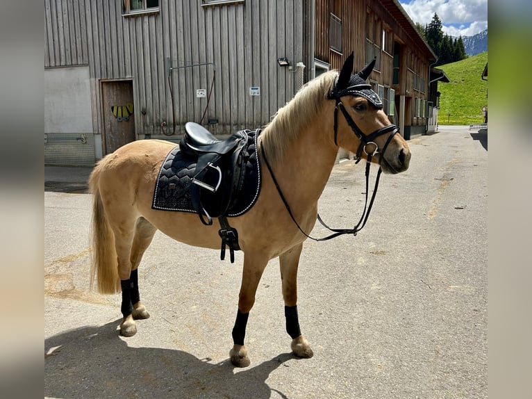 Polnisches Reitpony Mix Stute 5 Jahre 135 cm Falbe in Nesselwängle