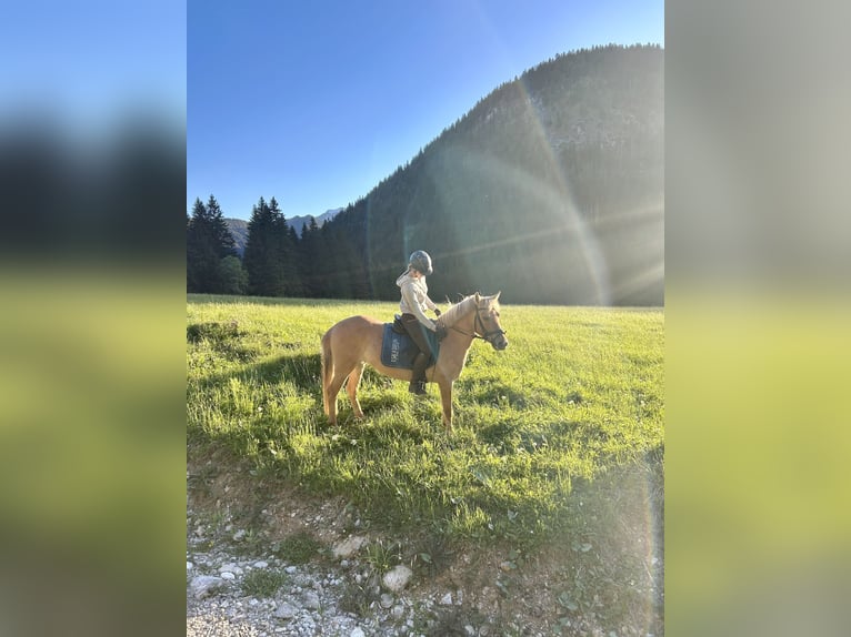 Polnisches Reitpony Mix Stute 5 Jahre 135 cm Falbe in Nesselwängle