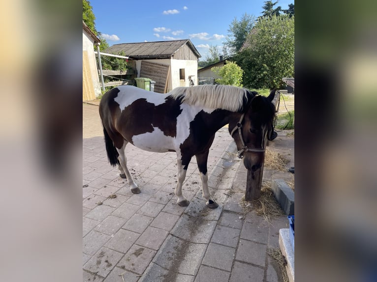Polnisches Reitpony Stute 5 Jahre 135 cm Schecke in Röthenbach an der Pegnitz