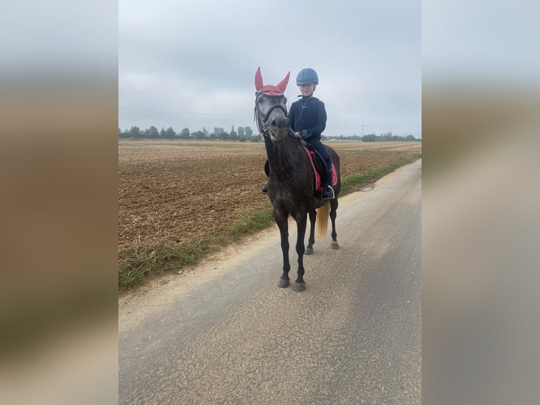 Polnisches Reitpony Mix Stute 5 Jahre 145 cm Blauschimmel in Bad Kreuznach